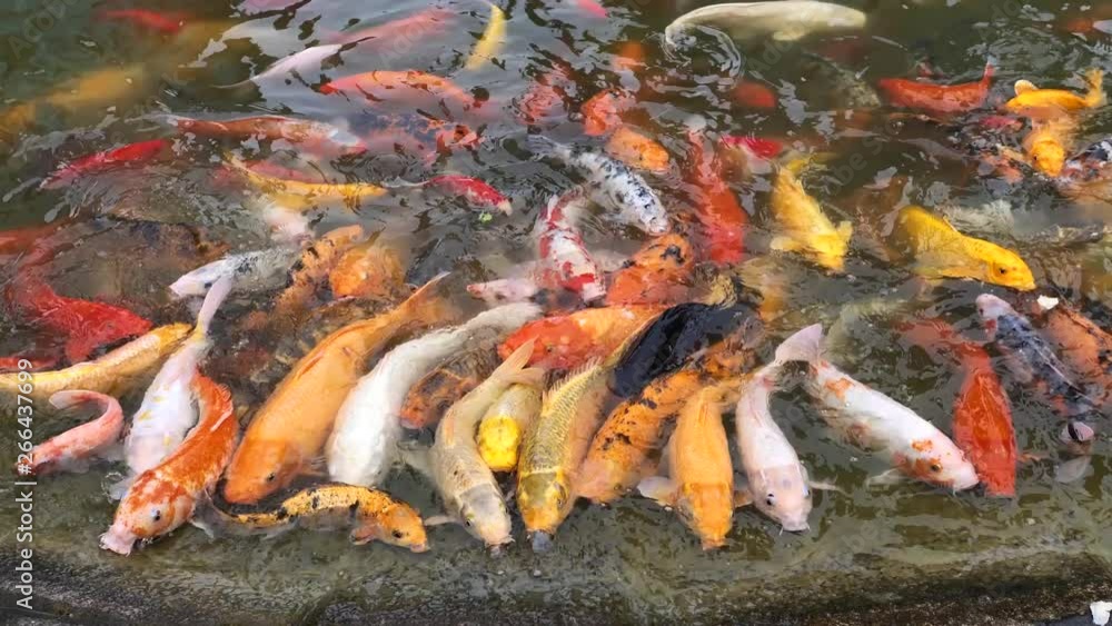 Koi carps crowding together competing for food, Hundreds of fancy carp koi fish in pool, feeding colorful fancy carp fish, 4k movie, slow motion. Koi carps crowding together competing for food, Hundreds of fancy carp koi fish in pool, feeding colorful fancy carp fish, 4k movie, slow motion.
