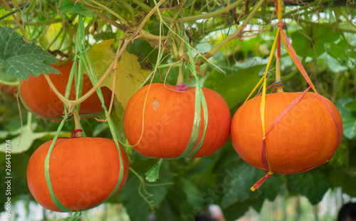 Pumpkins that are cultivate...