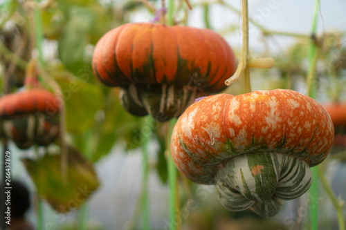 Pumpkins that are cultivate...
