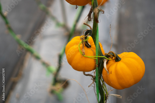 Pumpkins that are cultivate...