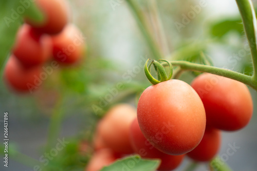 Tomatoes that are cultivate...