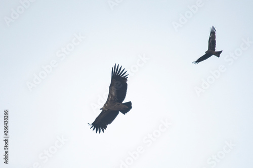 Himalayan griffon vulture on sky  Thailand