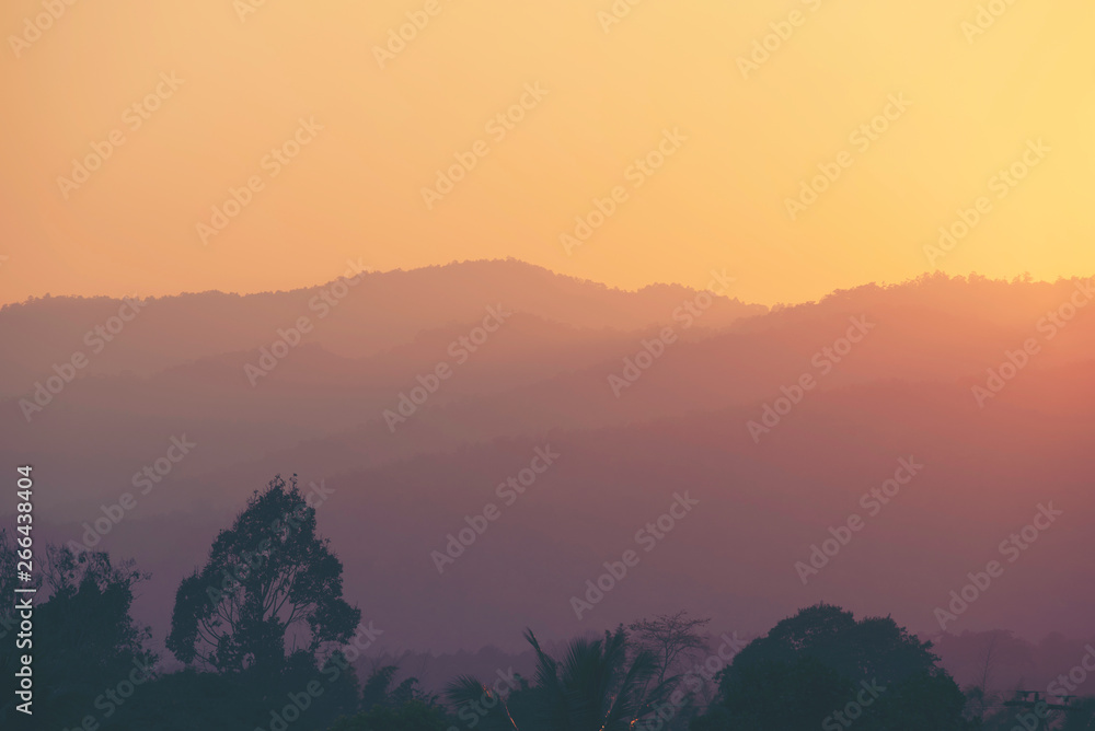 Obraz premium tropical forest background view, nature background