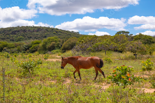 cavalo pastando no nordeste do brasil (Piauí) © Athirson Arrais