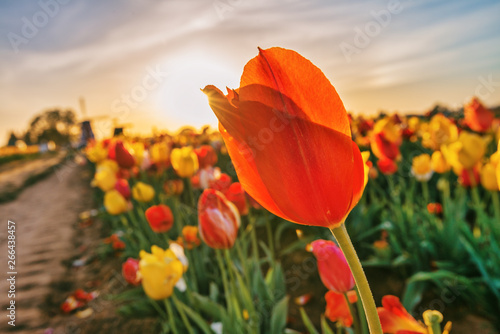 Spring tulip blooms and fields in Oregon  USA