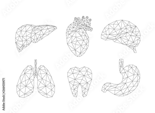 Set of abstract polygonal line human internal organs. Medicine concept. Vector Illustration isolated on white background.