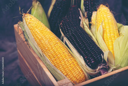 Multi-colored corn in the b...