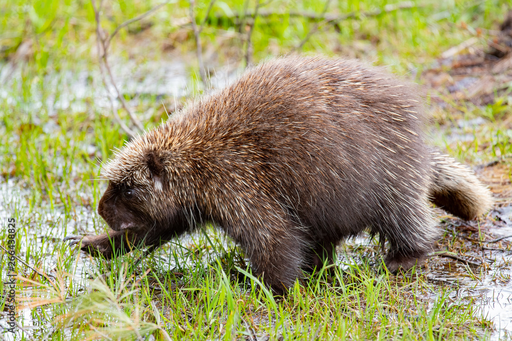 North American porcupine walking in water North American porcupine walking in water