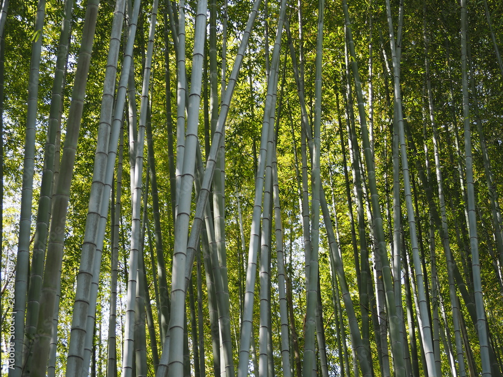 柔らかい日差しに照らされた竹林 柔らかい日差しに照らされた竹林