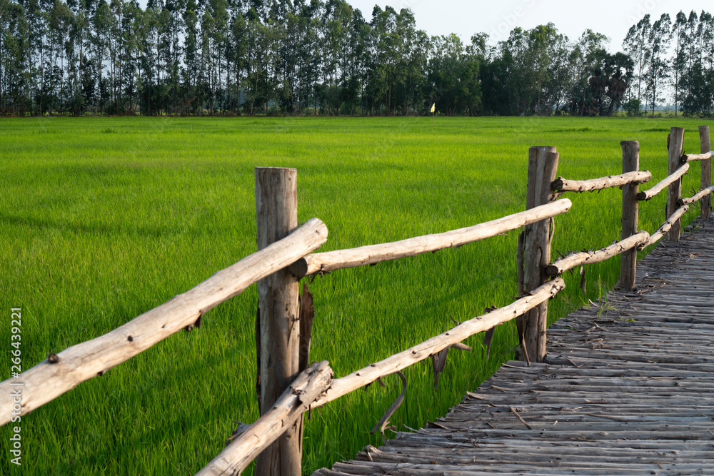 Bamboo bridge that stretches in the rice fields