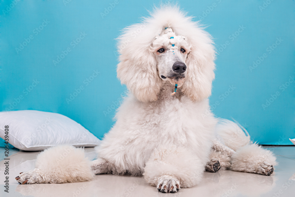 studio giant white poodle portrait