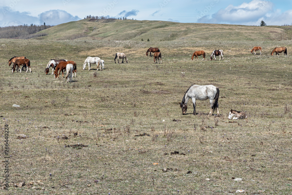 Horses on the Stoney Nakoda First Nations at Morley, Canada Horses on the Stoney Nakoda First Nations at Morley, Canada