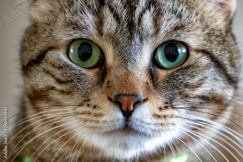 Tabby cat with green eyes, closeup © elvis901