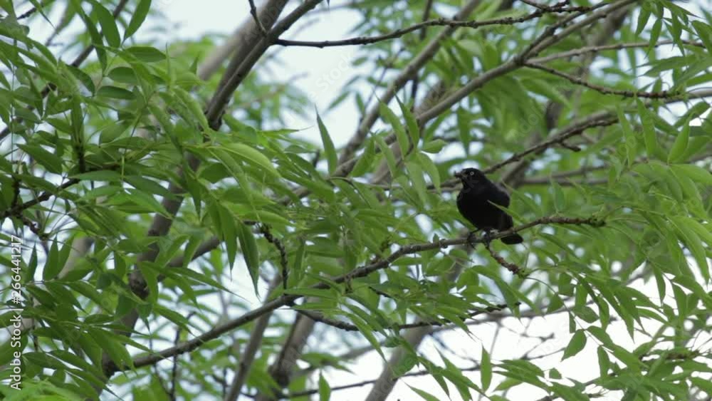 Rusty blackbird perched in tree with beak full of insects