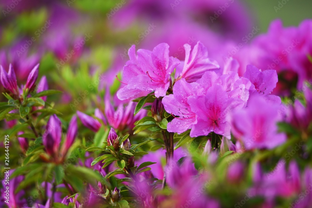 Azalea flowers in full bloom