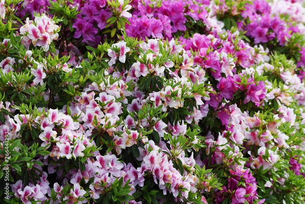 Azalea flowers in full bloom Azalea flowers in full bloom