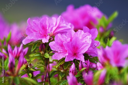 Azalea flowers in full bloom