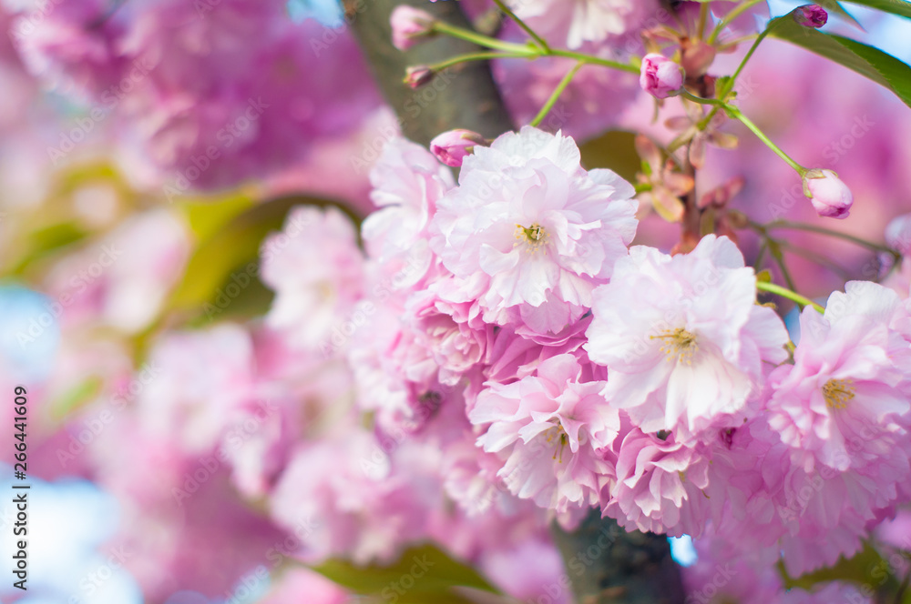 Beautiful spring cherry sakura blossom with fading in to pastel pink background Beautiful spring cherry sakura blossom with fading in to pastel pink background
