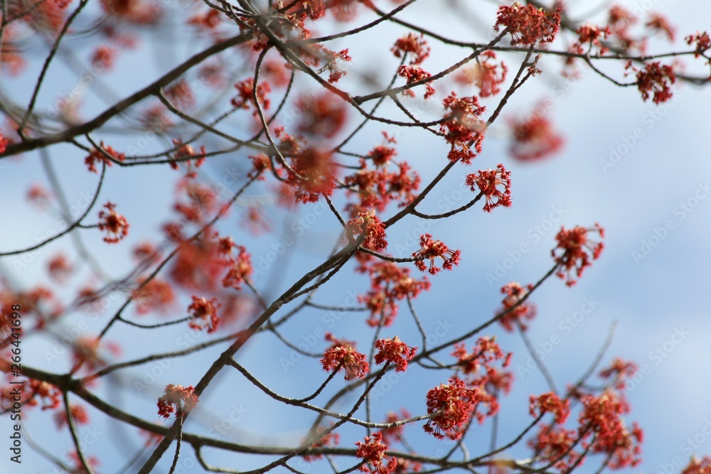 Spring Green New Growth Leaves Branch Tree Plant Spring Green New Growth Leaves Branch Tree Plant