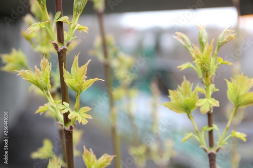 Spring Green New Growth Leaves Branch Tree Plant
