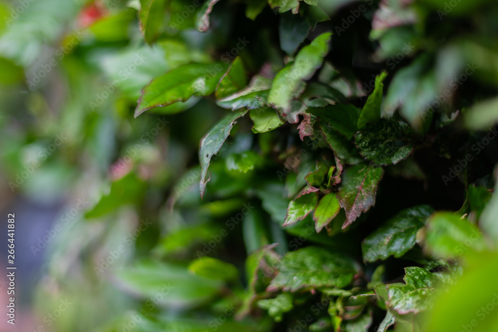 Australian hibiscus shrub, deep green leaves, deliberate blur, background Australian hibiscus shrub, deep green leaves, deliberate blur, background
