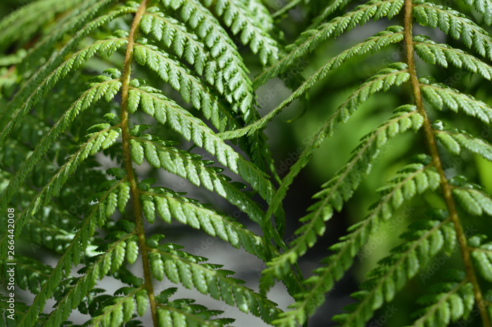 close up of fern branches in the forest close up of fern branches in the forest