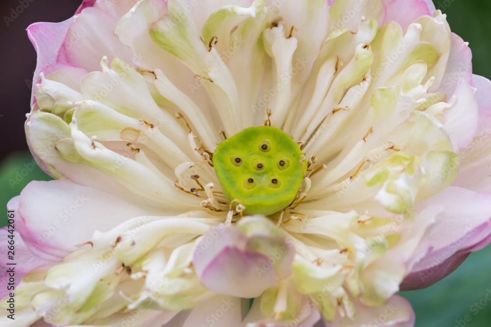 Close up Lotus flower / Water Lily in the park. Close up Lotus flower / Water Lily in the park.