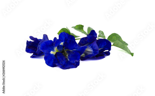 Butterfly Pea Flower Isolated on white background, Clitoria ternatea L