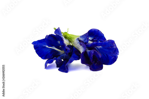 Butterfly Pea Flower Isolated on white background, Clitoria ternatea L