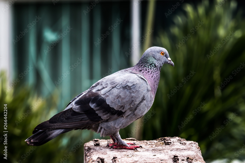 Fototapeta premium Pigeon bird on the electric pole.