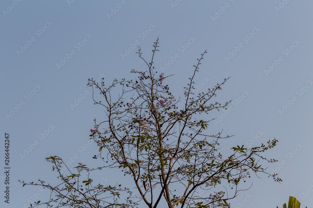 Obraz premium Drying tree with sunset time.