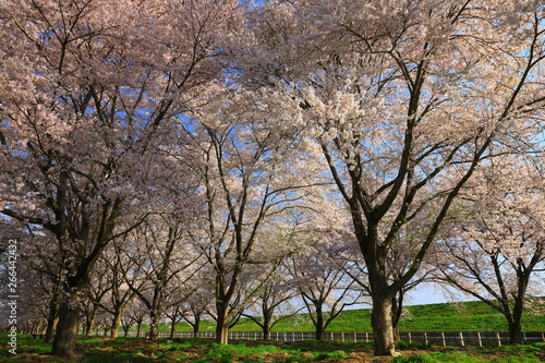 青空と桜並木