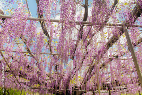 Beautiful view of Great purple pink wisteria blossom tree, Ashikaga, Tochigi,  Japan photo