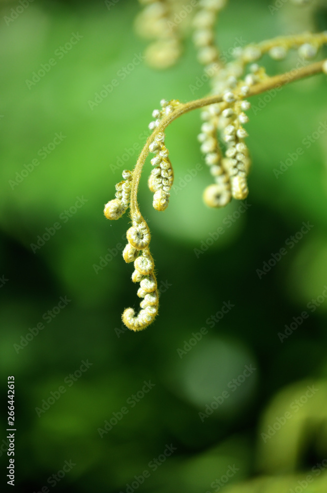 detail of young fern plant with rolled leaves detail of young fern plant with rolled leaves