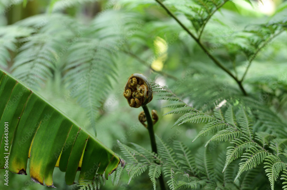 extreme close up of rolled fern plant in the forest extreme close up of rolled fern plant in the forest