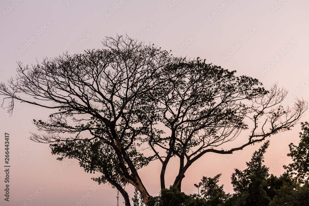 Drying tree with sunset time in the park. Drying tree with sunset time in the park.