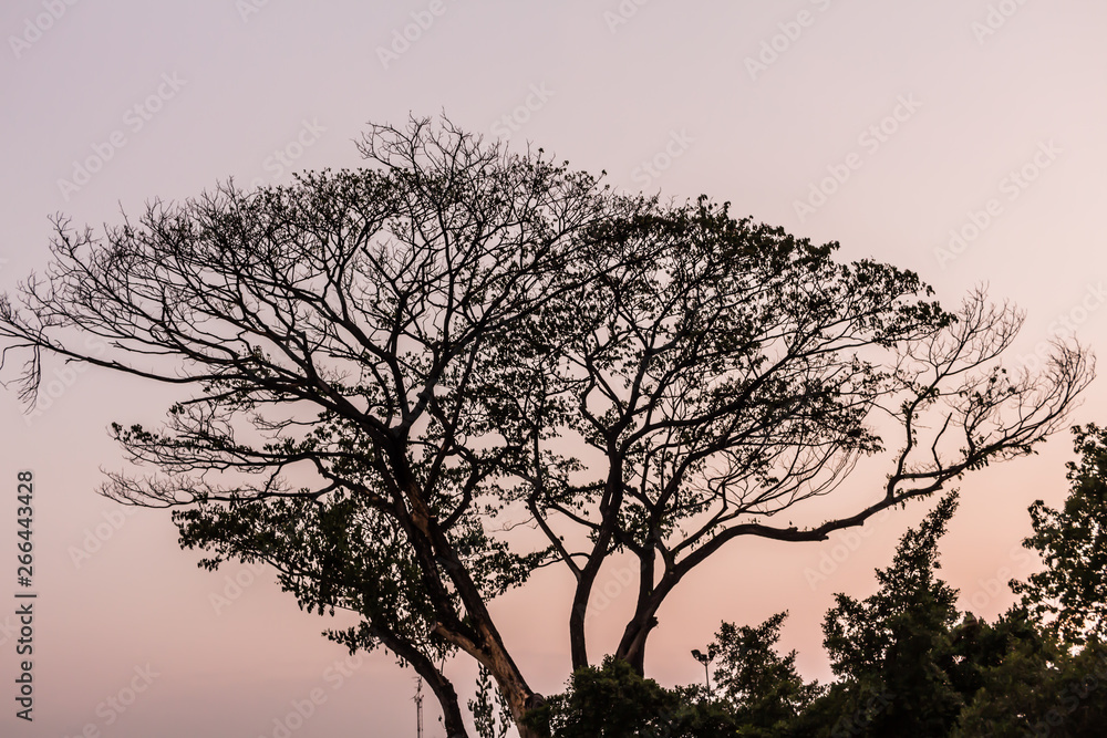 Drying tree with sunset time in the park. Drying tree with sunset time in the park.