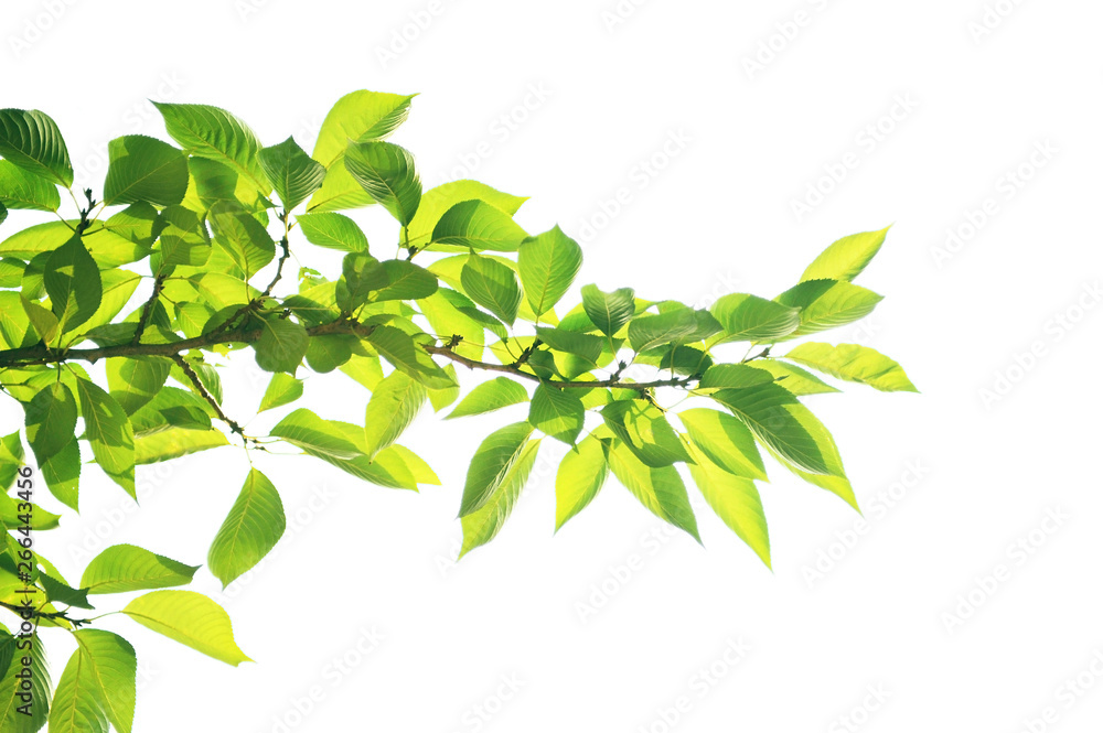 新緑の季節 新緑の季節