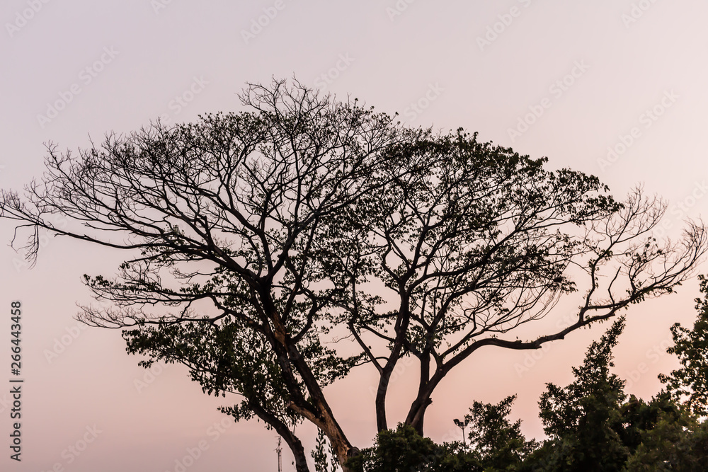 Drying tree with sunset time in the park. Drying tree with sunset time in the park.