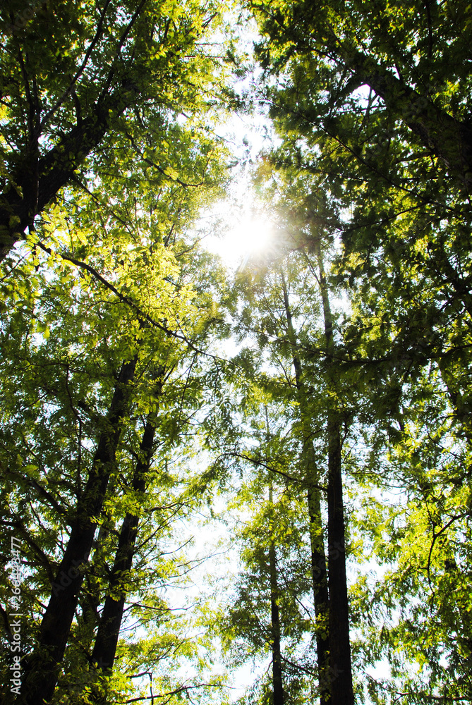 Fototapeta premium 森林の木漏れ日
