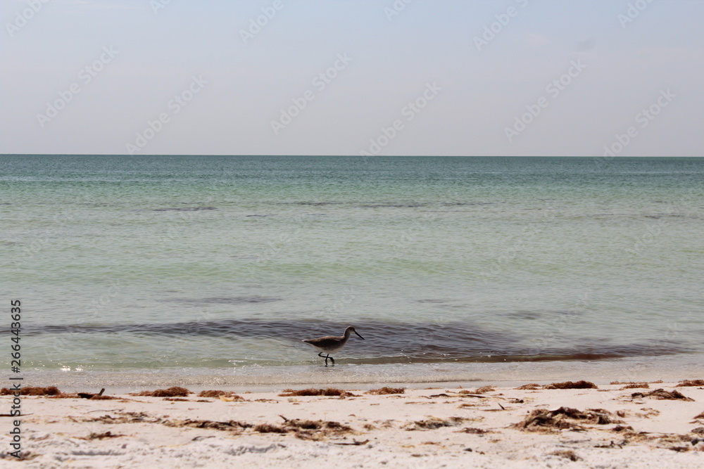 bird on beach bird on beach