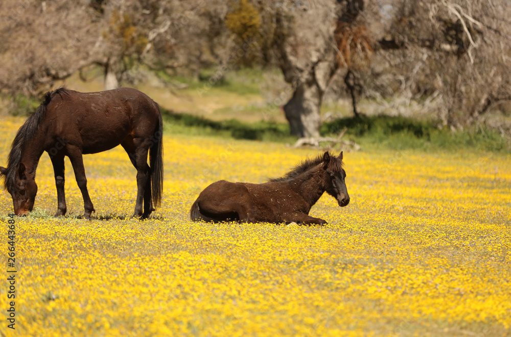 Wild horses running in a yellow flower meadow in the spring time. Wild horses running in a yellow flower meadow in the spring time.