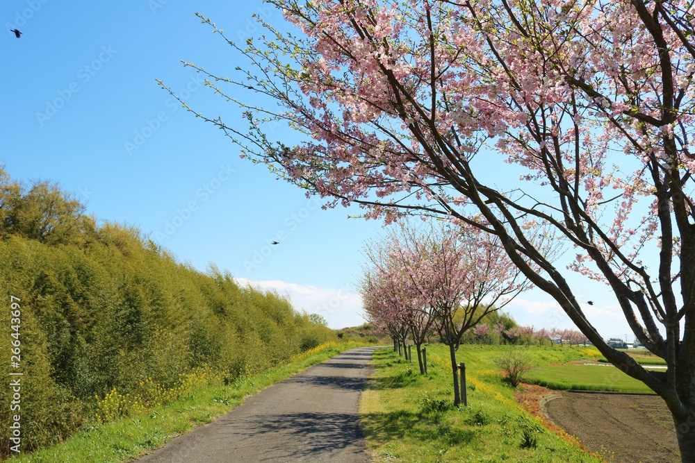 Obraz premium 風景 田舎 桜 道 緑 空 杤木