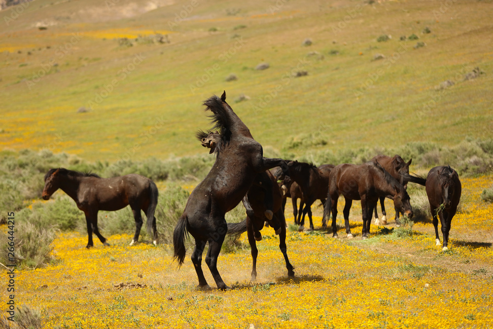 Wild horses running in a yellow flower meadow in the spring time. Wild horses running in a yellow flower meadow in the spring time.