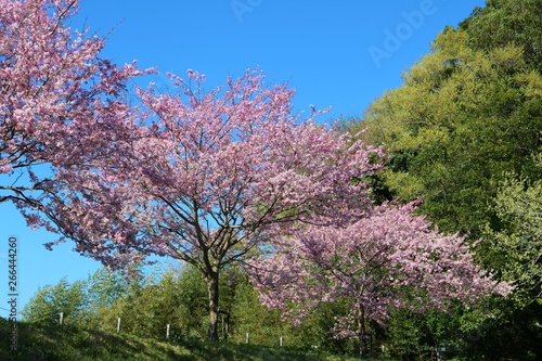風景 桜 満開 緑 思川 杤木