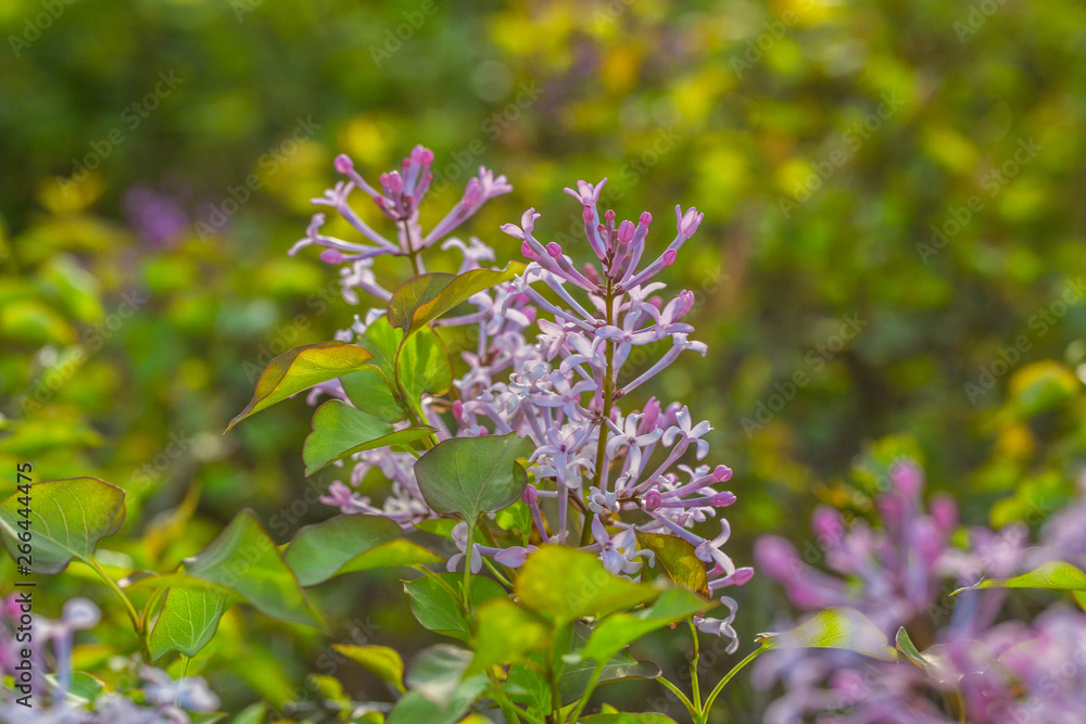 Blooming purple lilac flowers, spring close-up in spring,Syringa Linn. Blooming purple lilac flowers, spring close-up in spring,Syringa Linn.