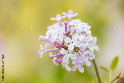 Blooming purple lilac flowers, spring close-up in spring，Syringa Linn.