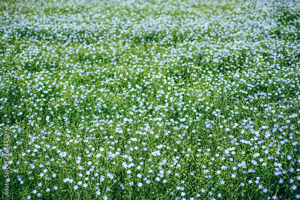 A large field of blooming flax. The concept of natural agriculture
