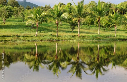 Reflection of the coconut trees on the pond with blue sky, white cloud and mountain in summer time. Nature background concept.