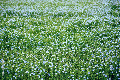 A large field of blooming flax. The concept of natural agriculture